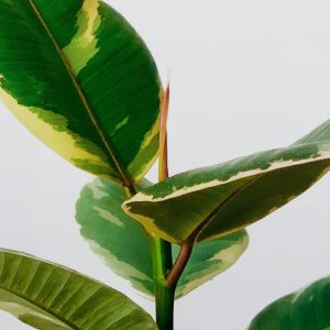 ZZ Plant