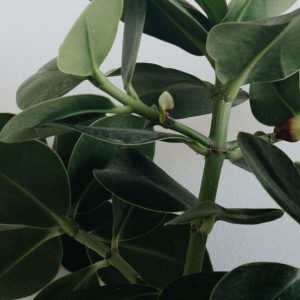 Fiddle Leaf Fig Plant