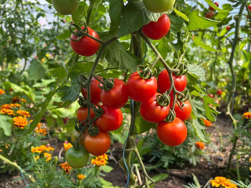 Nature-Friendly Gardening: An Introduction