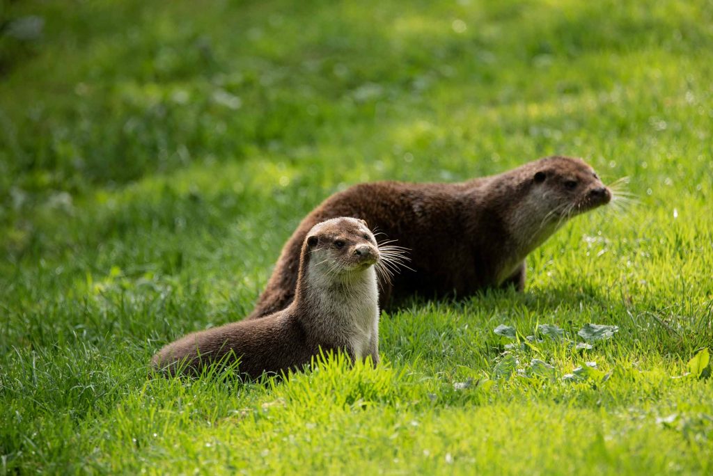 otters on the river tweed