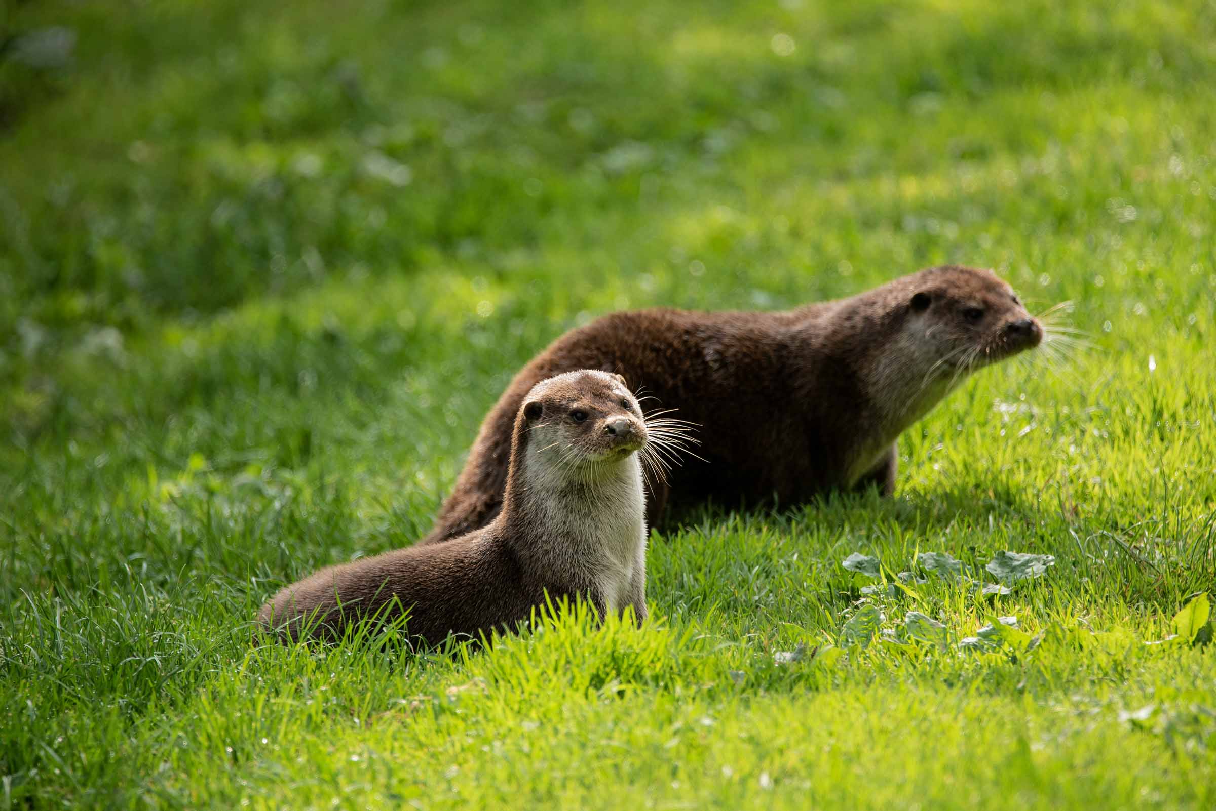 otters on the river tweed
