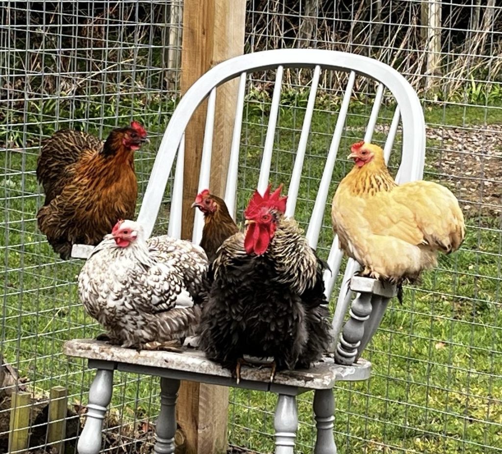 People and Animals of Faldonside