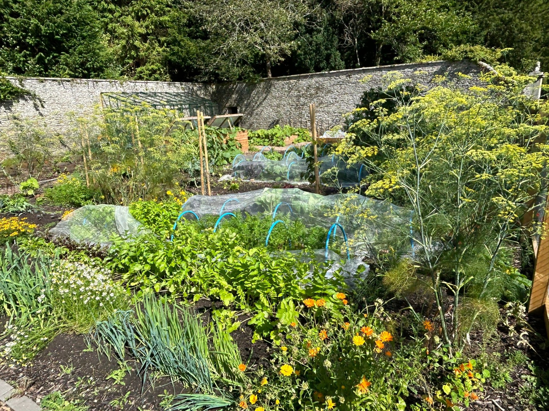 walled garden aug24 4